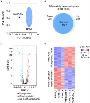 Intestinal epithelial cell-derived components regulate transcriptome of Lactobacillus rhamnosus GG